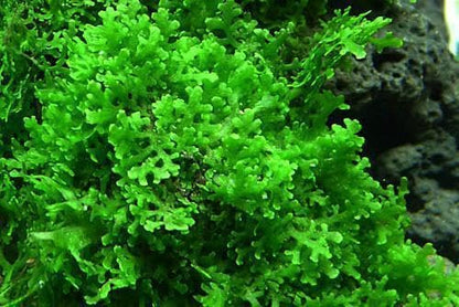 Live Aquarium Plants on Driftwood, Lava Rock, Moss, Fiber Mat - Freshwater Fish Tanks - Easy, Beginner Friendly (Mini Pellia on Stainless Steel Mesh, (1 Pack)) - color: Mini Pellia - Stainless Steel, size: 1 Pack