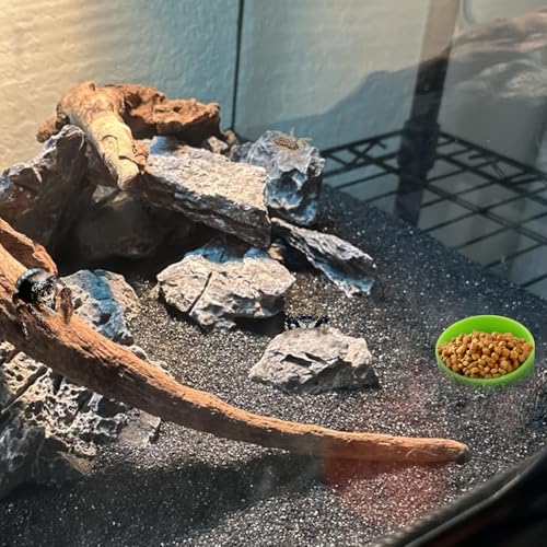 10 Pcs Tarantula Micro Water Bowl Small Reptile Food Dish Feeding Bowl for Spider Gecko Lizard Horned Frog Turtle (Green)