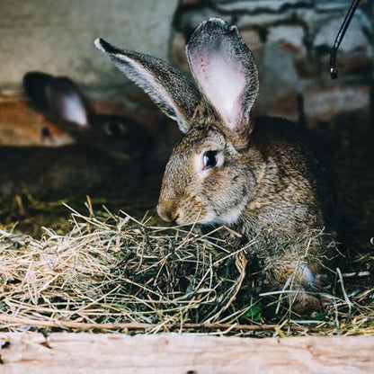 High Desert Timothy Hay Pellets for Rabbits, Guinea Pigs, Small Pets, 31 oz | Compressed Grass Fiber Formula, Supports Healthy Digestion, Great For Chinchillas, Hand Packed in the USA, Low Dust Mess Free - size: 1.94 Pound (Pack of 1)