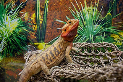 Penn-Plax Reptology Lizard Lounger Corner Triangle with Ladder– 100% Natural Seagrass Fiber – Great for Bearded Dragons, Anoles, Geckos, and Other Reptiles – Large - size: Large