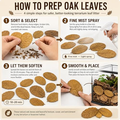 MAQIHAN 5oz Oak Leaf Litter - Dry Substrate for Reptiles Isopod & Bioactive | Whole Natural Oak Leaves for Terrarium, Forest Floor Habitat, Premium Enclosure Bedding for Snake, Frog, Gecko, Lizard - size: 5 OZ