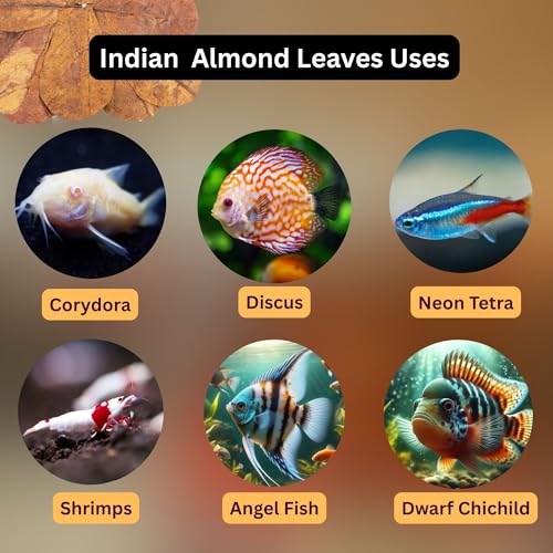 80 Pcs Dried Indian Almond Catappa Ketapang Leaves 4" – Natural Leaf Litter for Betta, Goldfish, Guppy, Tetras & Frogs, Aquarium Botanicals for Fish Tanks, Aquascaping & Terrariums
