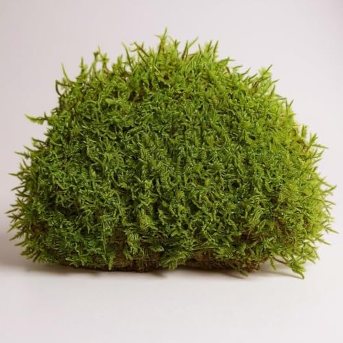 Live Sheet Moss – Fresh Harvested Real for Terrariums, Fairy Gardens, Reptile Habitats, Ground Cover, Kokedama & Dioramas – 8"x10" Re-Sealable Bag – Natural, Moisture-Retaining