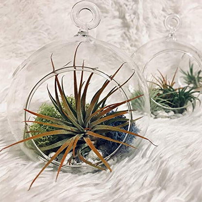 WGVI WGV Hanging Terrarium Globe, Width 7", Height 8", DIY Air Succulent Planter, Clear Glass Vase Orb with Flat Bottom, Candle Holder for Windowsill Outdoor Garden Decor, 1 Piece - size: 7" Flat Bottom