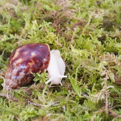 Natural Moss for Pet Snails, Perfect Pet Snail Supplies for Maintain The Humidity Levels in The Enclosure