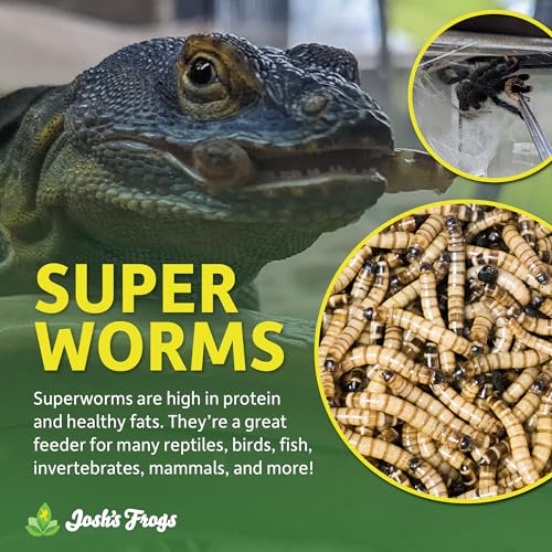 Josh's Frogs Superworms (1000 Count) - size: 1000 Count (Pack of 1)