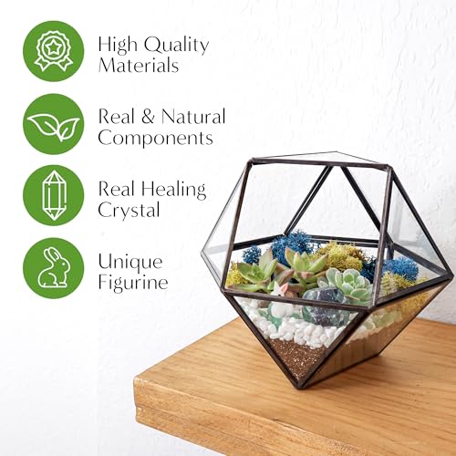 Creations by Nathalie DIY Geometric Glass Terrarium Kit with Live Plant | DIY geometric glass terrarium kit with live plant, moss, and tools for creating indoor terrarium displays with your plants. - color: Dodecahedron Black Frame