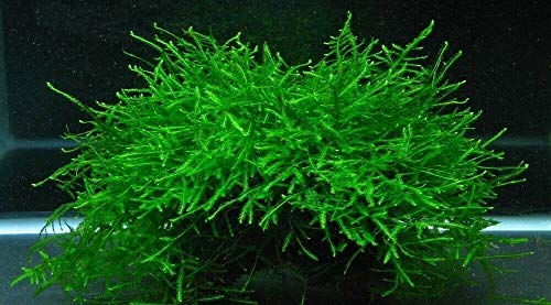Java Moss Live Aquarium Beginner Plant Tank Planted Golf Ball Size Portion