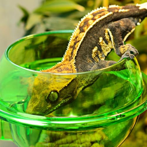 Reptile Feeding Dish with Strong Suction Cup, Translucent Anti-Escape Worm Food Bowl, Live Fodder Water Container, Green, 1PC (Green) - color: Green
