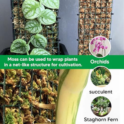 Natural Long Fiber Sphagnum Moss 42QT for Orchid Potting Mix, and Moss Pole for Plants Indoor. Ideal for Propagating Plants, Maintaining Humidity for Reptiles, Isopods in Paludarium, Aquascape (12 OZ) - size: 12 OZ