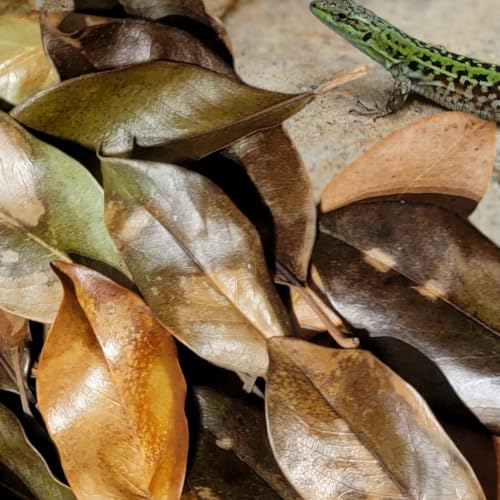 Magnolia Leaf Litter, 55-60 Small 3' - 6" Premium Whole Natural Organic Hand Picked Leaves for Bioactive Enclosures, Reptiles, Amphibians, Terrariums