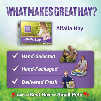 Small Pet Select Alfalfa Hay Pet Food for Young Rabbits, Guinea Pigs, Chinchillas, Tortoises and Other Small Animals, Easy to Store Box, 5 LB - size: 5 Pound (Pack of 1)