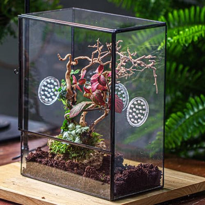 NCYP Glass Terrarium with Front Opening Door and 3 Vents for Insects, Snail, Spider, Glass Enclosure - 8"x4.5"x10" Clear Closed Plant Greenhouse Box (Terrarium Only)