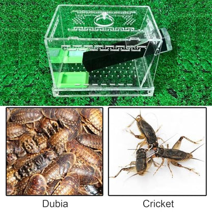 Crickets Breeding Box Equipped with Food Water Basins and Absorbent Cotton Breeding Case