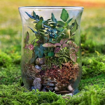 SuperMoss (90421) Terrarium Kit, 8 oz, Forest