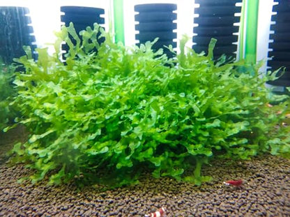 Enchanting Aquatic Moss Collection: Create a Lush Underwater Landscape with Easy-Care Varieties - Perfect for Aquarium Décor and Aquascaping (2 Subwassertang Moss - Golfball Size) - style: 2 Subwassertang Moss - Golfball Size