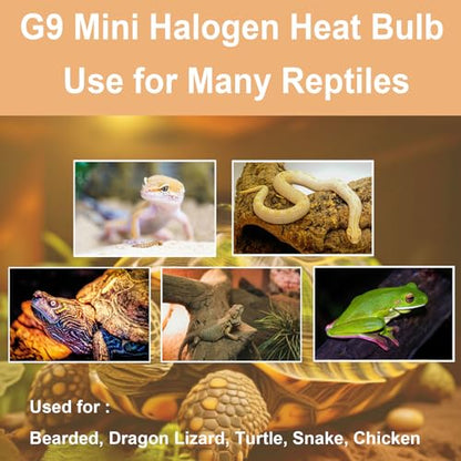 G9 Heat Lamp Bulbs for Reptile,Day White, Mini Halogen Bulb 50W, Infrared Reptile Heat Lamp for Bearded Dragon Gecko Turtle Lizard, Pack of 3 - size: 50W-Pack of 3