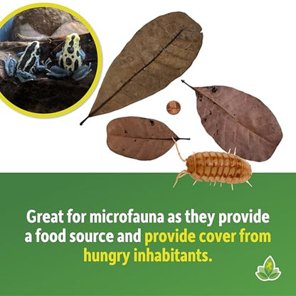 Josh's Frogs Small Cashew Leaf Litter (10 Count)
