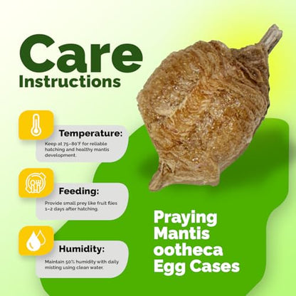 Praying Mantis Ootheca Egg Case with Hatching Habitat Cup (Five Egg Case) - Beneficial for Stem Education and Gardening, Egg Case Produces Approximately up to 400 Baby Nymphs (T Sinensis) - size: Pack of 5