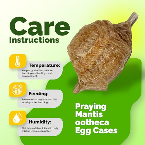 USMANTIS Praying Mantis Ootheca Egg Case with Hatching Habitat Cup - T Sinensis, Brown, Insect Terrarium, Science Kits, Indoor/Outdoor - size: Pack of 1