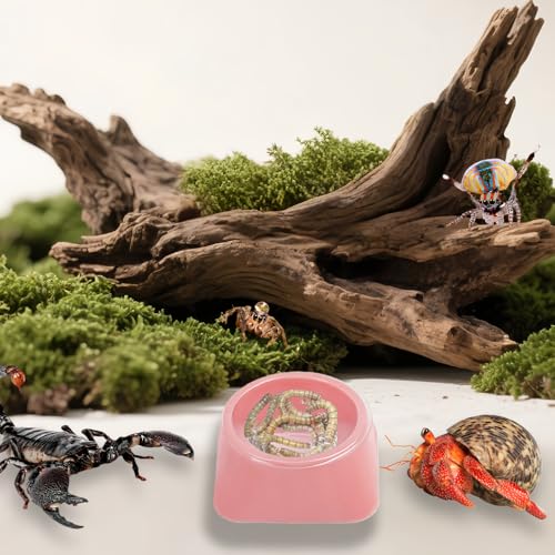 50 Pcs 0.5oz Spider Food and Water Feeding Cups Small Reptile Feeder Bowls with Base for Spider Snail Crab Insect