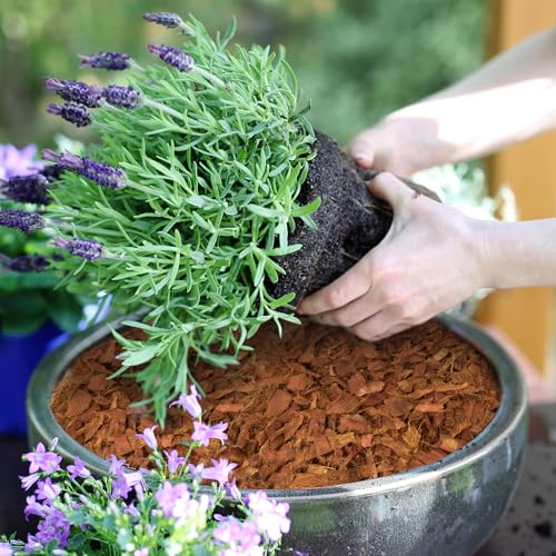 Halatool 6 Pcs Coco Husk Chips for Plants - 6.6 LB 100% Organic Coconut Coir Chips with Low EC and pH Balanced, Compressed Coco Substrate Growing Mulch Medium for Landscaping, Herbs, Plants, Flowers - color: 6pcs