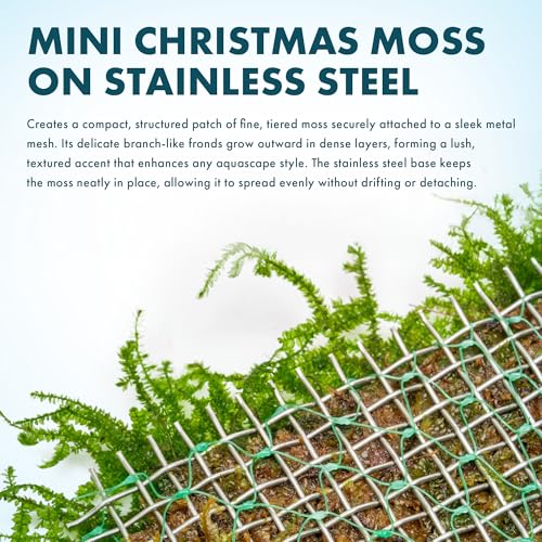 Live Aquarium Plants on Driftwood, Lava Rock, Moss, Fiber Mat - Freshwater Fish Tanks - Easy, Beginner Friendly (Mini Christmas Moss on Stainless Steel, 3 Pack) - color: Mini Christmas - Stainless Steel, size: 3 Pack