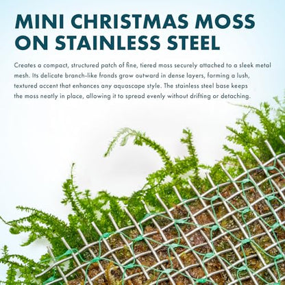 Live Aquarium Plants on Driftwood, Lava Rock, Moss, Fiber Mat - Freshwater Fish Tanks - Easy, Beginner Friendly (Mini Christmas Moss on Stainless Steel, 3 Pack) - color: Mini Christmas - Stainless Steel, size: 3 Pack