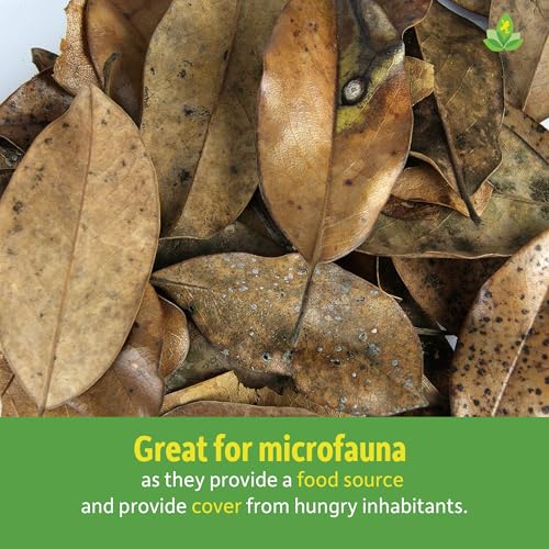 Josh's Frogs Organic Magnolia Leaf Litter, 1 Gallon/40 Leaves | USA Collected