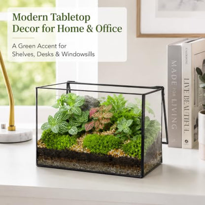 Glass Plant Terrarium with Lid, Rectangular Black Metal Frame Box for Indoor Plants, Clear Glass Container for Moss, Succulent, Fairy Garden, Tabletop Decor DIY Gift, 8.3”L x 4.7”W x 5.5”H - size: Large Rectangle