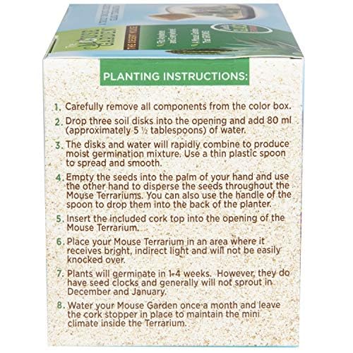 Mini Office Cactus Glass Terrarium Starter Kit with Complete Supplies - The Desert Mouse Tiny Garden - Fun to Grow, Low Maintenance - Perfect for The Indoor Office Or Home Tabletop or Desk!