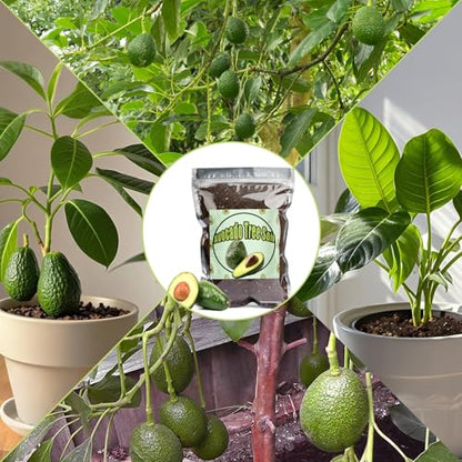 Organic Avocado Tree Potting Soil Mix 4qt, Enhance Growth and Transplant Success for Avocado Plants - size: 4qt