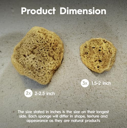 Naroa Natural Hermit Crab Sponges - Pack of 5 | Unbleached Sea Sponge for Water Drinking Safety | Aquarium Decor Balance Tank Humidity | Crab Supplies Accessories