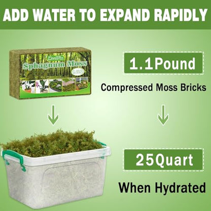 Sphagnum Moss 2.2 LB Long Fiber Green Forest Moss | Ideal for Repotting Orchids, succulents, and Indoor Plants Natural Sphagnum Retains Moisture, Improves Root Aeration - size: 2.2 LB