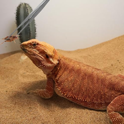 Reptile Sand Substrate Scoop Reptile Sand Fine Mesh Reptile Scooper Stainless Steel Terrarium Substrate Sand Bedding Litter Cleaner Scoop and Reptile Long Feeding Tongs Set (Green-2mm) | Stainless Steel 2mm Fine Mesh Reptile Scooper Terrarium Substrate Sa