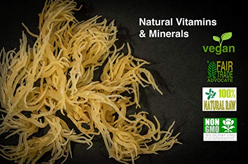 Karibbean Flavours Dried Sea Moss -16 Oz /454g | Caribbean Superfood - Wildcrafted Seedstock - Ethically Harvested - Makes Over 10 Quarts - size: 16 Ounce (Pack of 1)