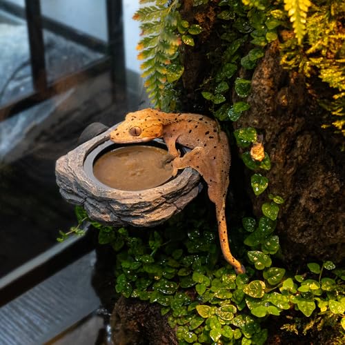 Wacool Magnetic Gecko Ledge - Single Bowl Reptile Feeding Tray with 3 Feeding Cups for Geckos, Lizards, Chameleons and Reptile Pets - size: Single slot