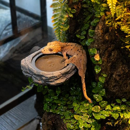 Wacool Magnetic Gecko Ledge - Single Bowl Reptile Feeding Tray with 3 Feeding Cups for Geckos, Lizards, Chameleons and Reptile Pets - size: Single slot