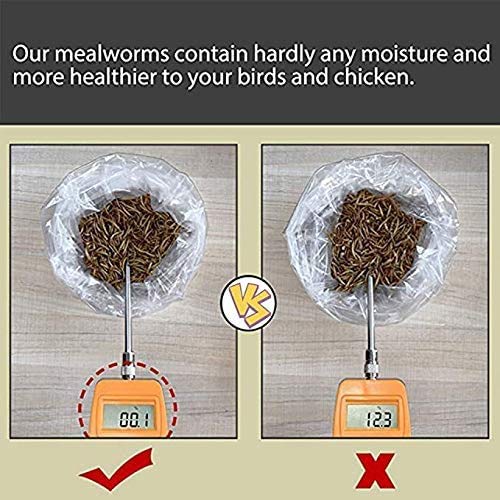 Non-GMO Dried Mealworms 6LB, 100% Natural Large Size No Moisture,Treats for Birds Chickens Hedgehog Hamster Fish Reptile Turtles (6lb) - size: 6 Pound (Pack of 1)
