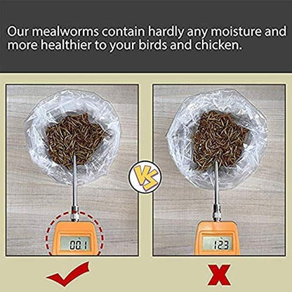 Non-GMO Dried Mealworms 20LB, 100% Natural Large Size No Moisture,Treats for Birds Chickens Hedgehog Hamster Fish Reptile Turtles (20LB) - size: 1 Pound (Pack of 1)