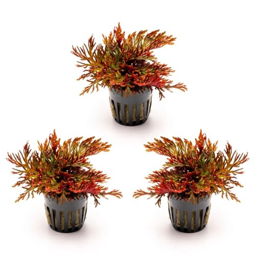 Live Terrarium Plants - Spikey Moss for Terrariums, Paludariums - Easy, Beginner Friendly (Selaginella Erythropus Ruby Red Club Moss, (3 Pots)) - color: Selaginella Erythropus Red, size: Pot - 3 Pack