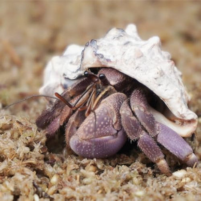 Natural Premium Sphagnum Moss Fiber Substrate for Hermit Crab, Ideal Accessories for Hermit Crab Tanks, Great for Mixing with Hermit Crab Sand - size: 2QT