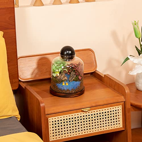 Large Glass Terrarium Succulent Plant Terrarium House for Plant/Moss Ball/Glass Fish Tank Mini Table with Wood Base & Ball lid Office Home Decoration | Mini Table with Wood Base/Ball lid Office Home Decoration - size: H-7IN