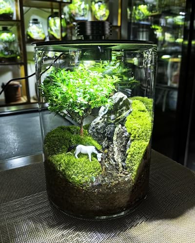 Desktop Glass Terrarium with Grow Light (7.5" H x 5.9" D) - for Succulents, Moss, Mini Gardens, Betta Fish Tanks, Mushroom Cultivation | Indoor Plant Growth | Office/Home Decor | Plant Lover Gifts - size: 7.5”