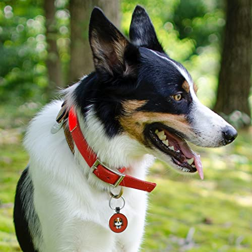 MYLUCKYTAG QR Code Pet ID | Personalized Dog & Cat Collar Tag | Online Profile with Instant Scanned Location Alert Email - style: Little Girl