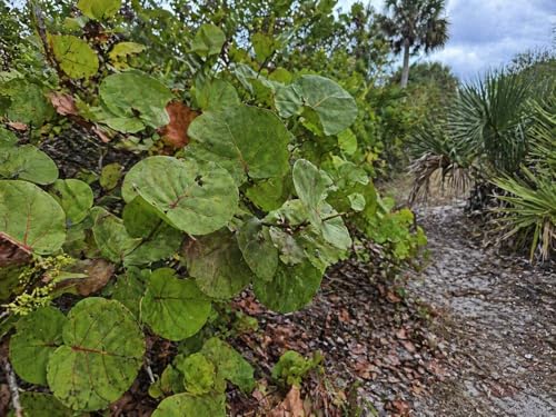 40 Natural Sea Grape Leaves from Florida Preserve – Organic, Chemical-Free Leaf Litter for Terrariums, Hermit Crabs, Reptiles & Crafts – Large Assorted Sizes (2- Gallon Bags)