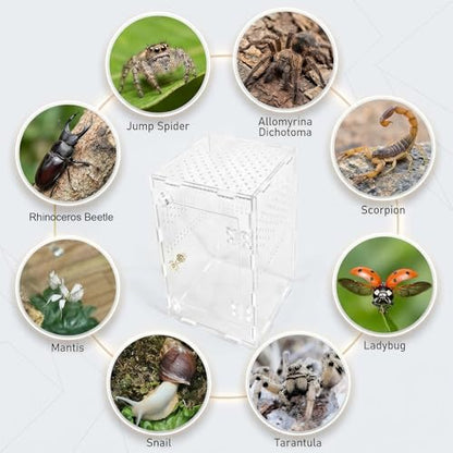 Jumping Spider Enclosure, Acrylic Terrarium for Tarantula & Reptiles, Front Opening Door Habitat for Spiders, Mantis, Frogs & Lizards (10x6x6 Inch)
