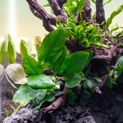 Anubias Nana Live Aquarium Plants - Potted Freshwater Plant for Fish Tanks, Terrariums - Beginner Friendly Low Light (1 Pot) - color: Nana, size: Pot