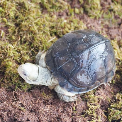 Tortoise Substrate for Burrowing – 5oz Soil Mix with Moss, Moisturizing Terrarium Habitat Bedding for Reptile, Humidity Retaining Enclosure Substrate