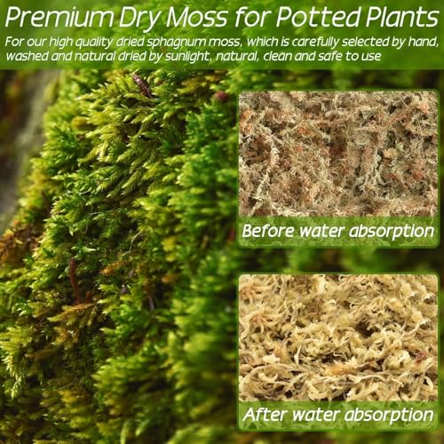 3.3 lb Premium Sphagnum Moss Bulk, Dried Long Fiber Orchid Sphagnum Peat Moss for Indoor Outdoor Plants, Carnivorous Plants, Succulent, Monstera & Reptiles Habitats (Expands to 60 qt) - size: 3.3 pounds